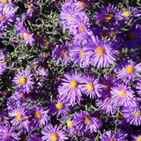 100 New England Aster Seeds (Symphyotrichum novae-angliae), Native Fall Pollinator