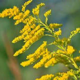 Goldenrod (Solidago altissima) Seeds – Native Pollinator Perennial – Cold Stratification Recommended