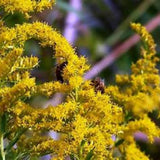 Goldenrod (Solidago altissima) Seeds – Native Pollinator Perennial – Cold Stratification Recommended