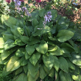 A dense cluster of hosta plants with large green leaves and light purple flower spikes growing outdoors in a garden.