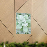 Pachyveria Haagei Succulent Pattern Botanical Print – Unframed Wall Art