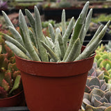 Potted  Senecio haworthii  plant with a red pot in a garden setting