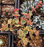 Crassula 'Calico Kitten' plants in pots with a focus on a green and pink succulent.