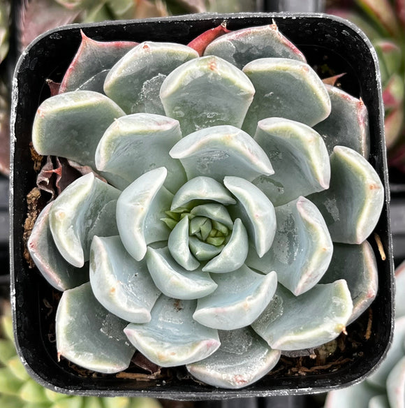 Echeveria 'Blue Surprise' plant in a pot with a blurred background