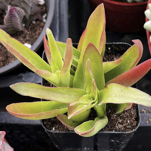 Crassula capitella 'Campfire' plant with green and red leaves in a potting tray.