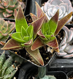 Close-up of a Crassula 'Red Pagoda' plant with green and brown leaves in a pot.