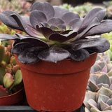 Potted Aeonium 'Black Rose' plant with dark green leaves in a red pot, surrounded by other plants.