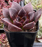 Echeveria 'Black Prince'  plant in a black pot with a blurred background