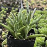 Senecio radicans plant with green leaves in a black pot, surrounded by other plants.