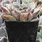 Graptopetalum rusbyi in a black pot with a soft focus background