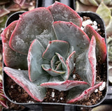 Echeveria Lavender Cloud with red edges in a pot