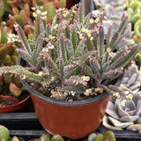 Potted Kalanchoe delagoensis aka Mother of Millions plant with pinkish leaves among other succulents