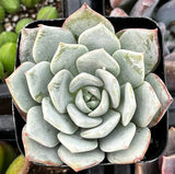 Echeveria 'White Rose' plant in a pot with a blurred background