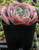 Echeveria 'Museli' plant in a black pot with a blurred background