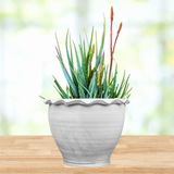 Aloe "Blue Elf"