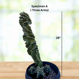 Potted Cereus Twist Cactus with three arms on a wooden surface, labeled 'Specimen A (Three Arms)' and measured at 28 inches.