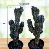 Two potted Curiosity Cacti with measurements on a wooden surface and blurred background