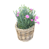 Potted plant with pink flowers in a woven basket on a white background