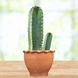 Senita Cactus on a wooden surface with a blurred natural background
