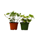 2 English Ivy Variety Pack - 4" Pot