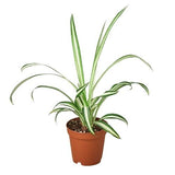 Reverse Spider Plant (Chlorophytum comosum) – Multiple Sizes & Pot Options