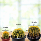 Golden Barrel Cactus