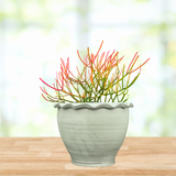 Potted Euphorbia tiricalli "Firesticks" plant with red and green branches on a wooden surface with a blurred natural background