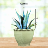 Potted Agave franzosinii plant with dimensions labeled on a blurred natural background