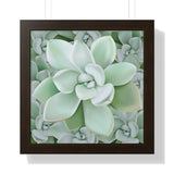 Pachyveria Haagei Succulent Pattern Framed Print – Botanical Wall Art