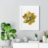 Noble Aeonium Succulent Framed Print – Botanical Wall Art
