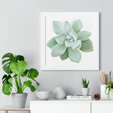 Pachyveria Haagei Succulent Framed Print – Botanical Wall Art