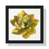 Noble Aeonium Succulent Framed Print – Botanical Wall Art