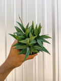 4" Hoya 'Parviflora Splash'