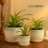 Three potted plants in decorative pots on a wooden surface with 'FLORINIA' branding.