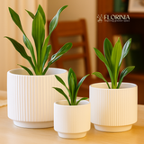 Three potted plants in white pots on a wooden surface with 'Florinia' branding.