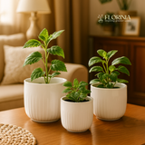 3-Piece White Stoneware Planter Pot Set with Vertical Groove Texture