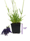 Potted plant with lavender flowers and a measurement stick indicating 3.5 inches on a white background