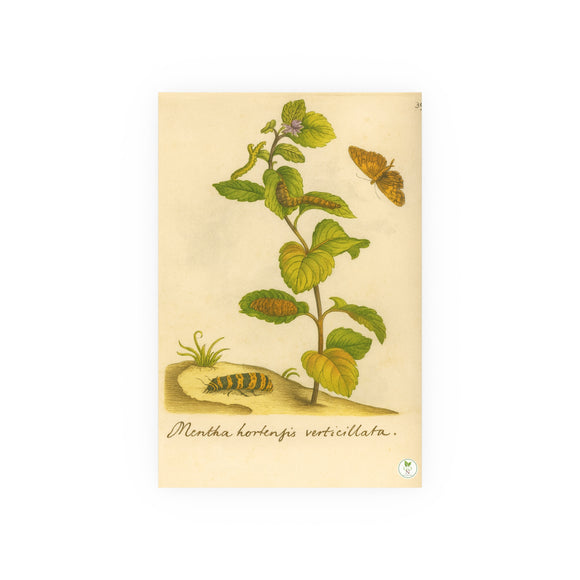 Mentha hortensis verticillata with Butterfly, Colorized Reproduction from Erucarum Ortus (1717)
