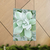 Pachyveria Haagei Succulent Pattern Botanical Print – Unframed Wall Art