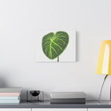Philodendron Gloriosum Canvas Print – Botanical Wall Art
