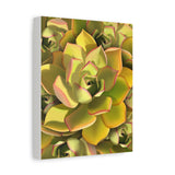 Noble Aeonium Succulent Pattern Canvas Print – Botanical Wall Art