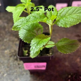 Mozelle Hardy Lantana Live Plant – Pink & Yellow Blooms – Butterfly & Hummingbird Plant – Zones 7–11