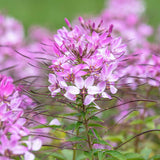 50 Cleome Seeds (Spider Flower), Self-Seeding Annual, Pink & Purple Blooms
