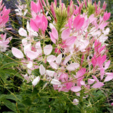 50 Cleome Seeds (Spider Flower), Self-Seeding Annual, Pink & Purple Blooms
