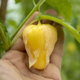 25 Chupon de Malinalco Tomatillo Seeds, Heirloom Mexican Variety, Salsa & Fresh Eating