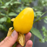 25 Chupon de Malinalco Tomatillo Seeds, Heirloom Mexican Variety, Salsa & Fresh Eating
