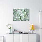 Pachyveria Haagei Succulent Pattern Canvas Print – Botanical Wall Art