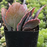  Variegated Flapjack (Kalanchoe luciae 'Variegata') with pinkish leaves in a black pot, surrounded by green plants.