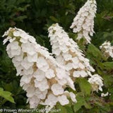 Oakleaf Hydrangea (Hydrangea quercifolia) Cuttings – 10 Unrooted Stem Cuttings – Native Shrub