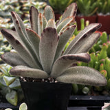 Close-up of a Kalanchoe tomentosa plant with fuzzy texture and brown tips.
